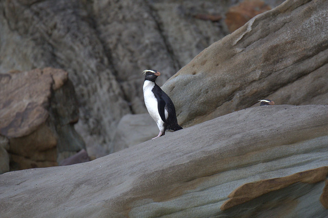 ペンギン王国ニュージーランド！NZ旅行中に見れるペンギン4種類