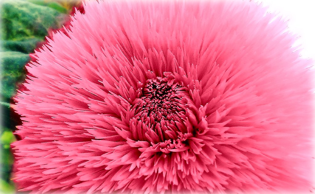 Beli produk handphone oppo f11 pro 6gb berkualitas dengan harga murah dari berbagai pelapak di indonesia. pink Sunflower on white | fantasy Filled Sunflowers - The