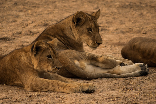 Lion cubs playing at sunset