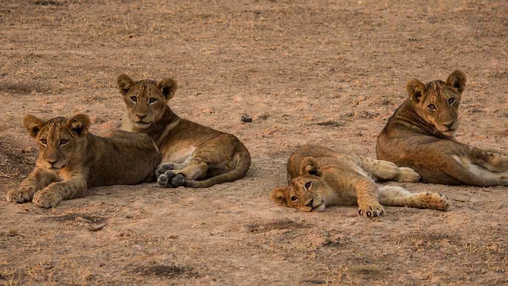 Lion cubs playing at sunset