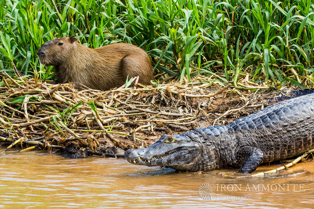 Caiman and capybara