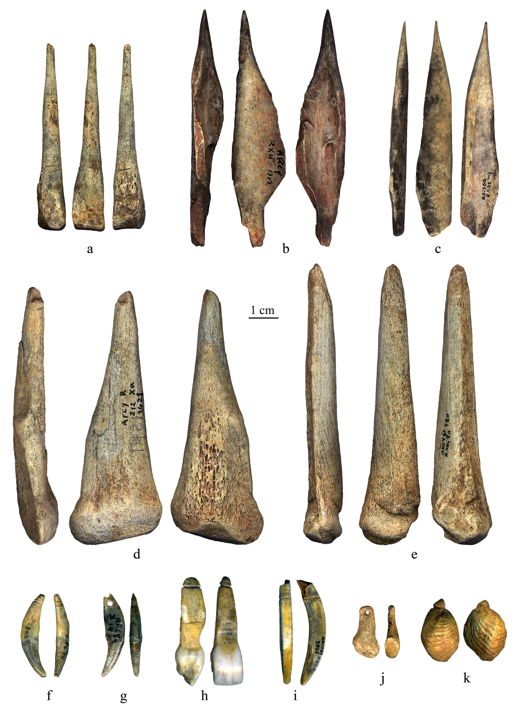 The diet of mesolithic humans from the north sea. ORAU - News