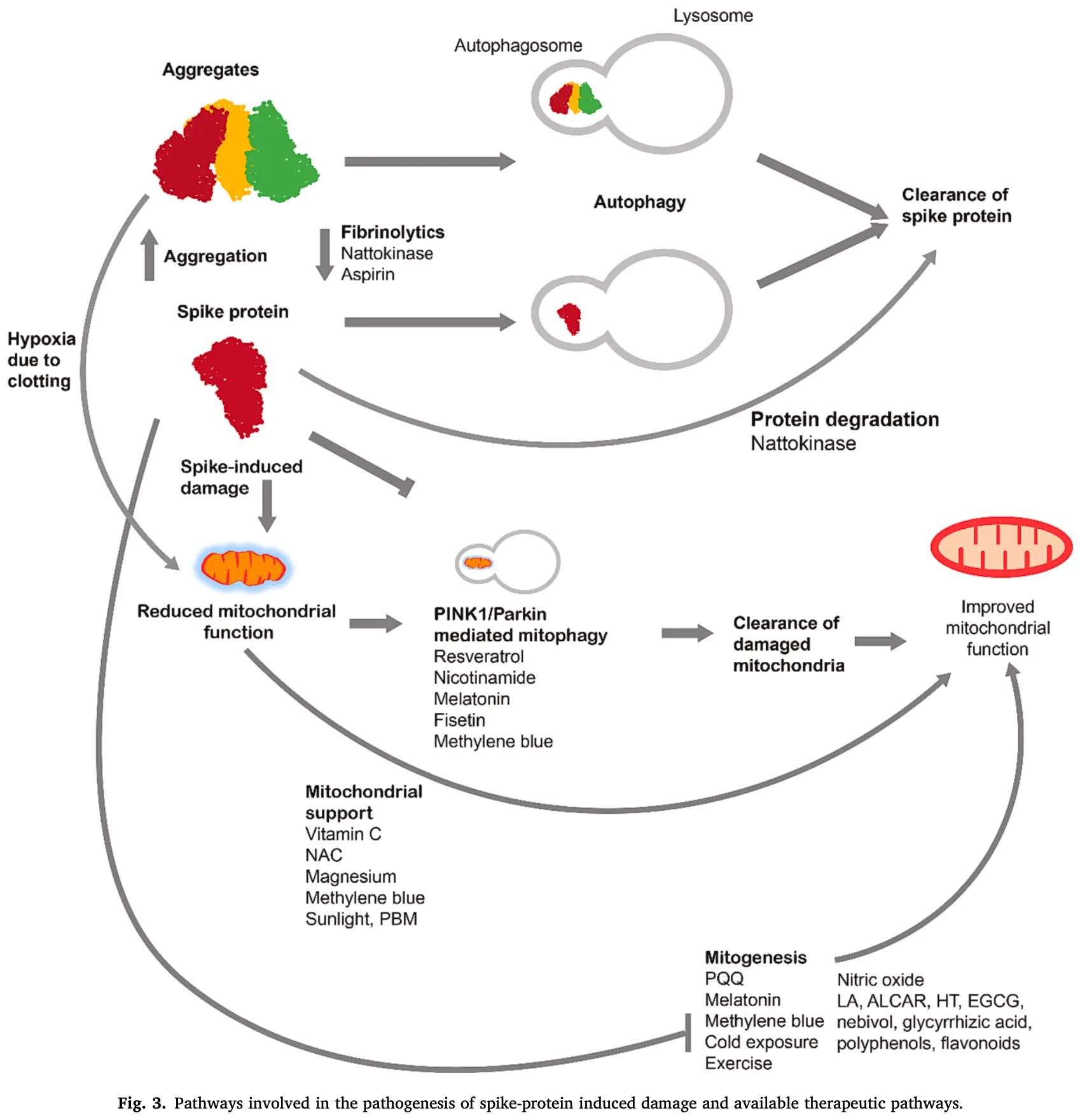 Halma: Exploring autophagy in treating SARS-CoV-2 spike protein-related  pathology [Metformin]
