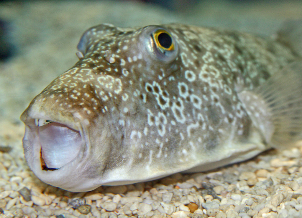 Disponible avec les licences ld et dg. Big mouth fish | Fish at Ripley's Aquarium in Gatlinburg, Teâ¦ | Flickr