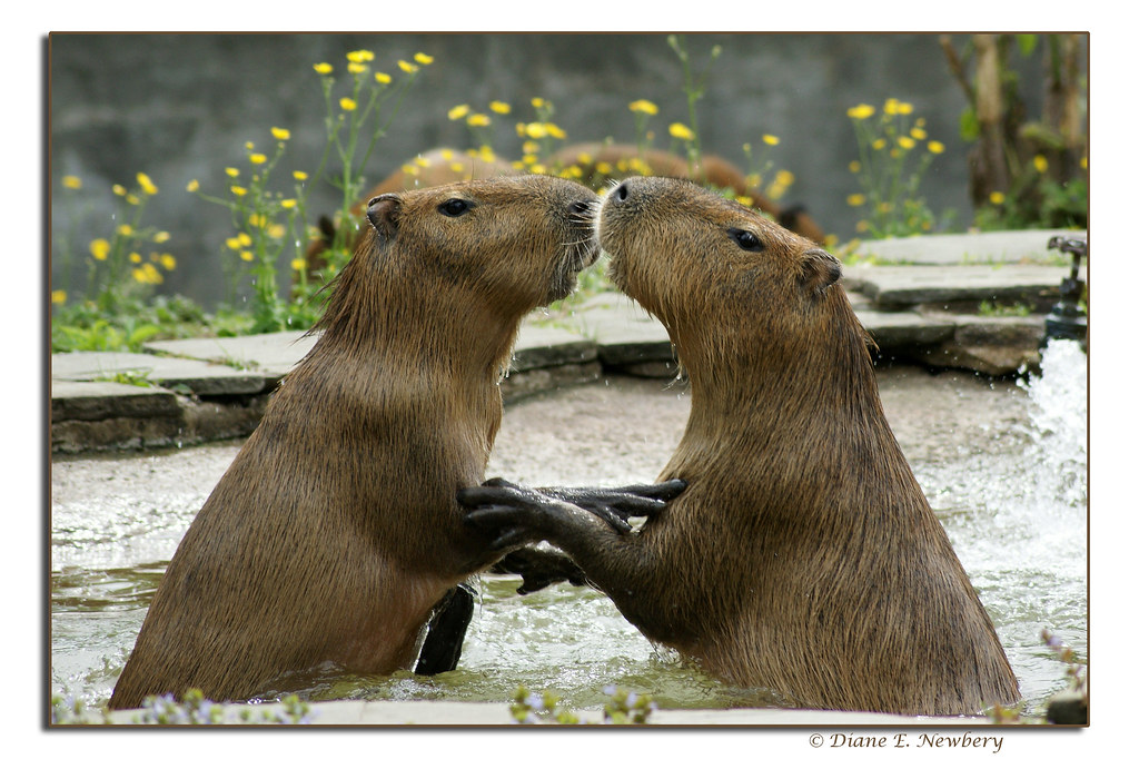 Shall we dance!