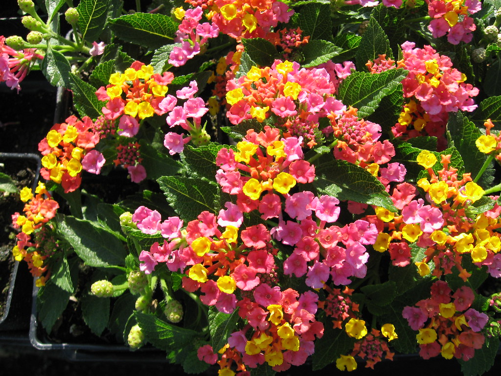 Lantana-dwarf irene
