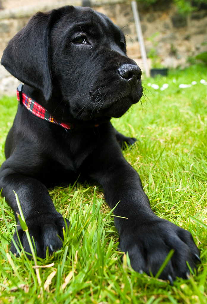 Rd.com pets & animals dogs mitja2/getty images there's a lot of debate about what the cutest dog breeds are. Igor 22.05.2010 | Mastador - a purebred English Mastiff and â¦ | Flickr