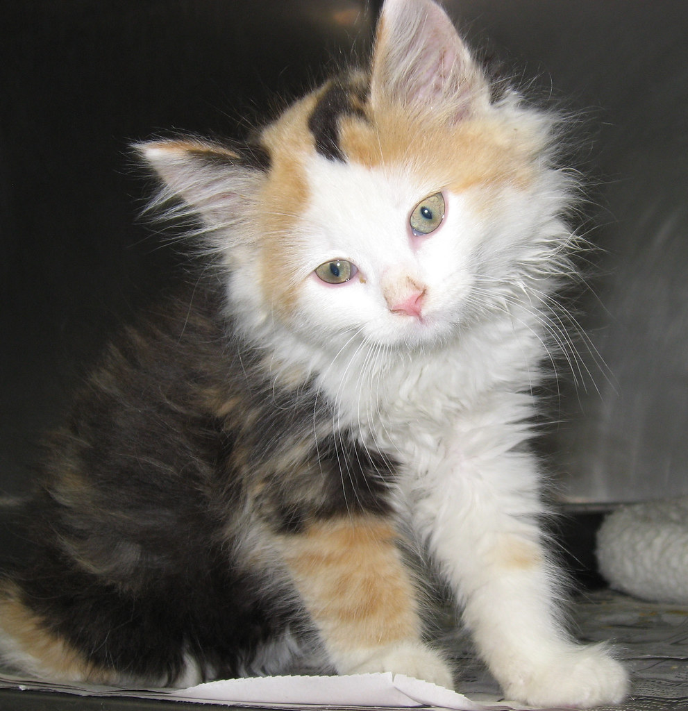 Adopt an orange county shelter (virginia) kitten