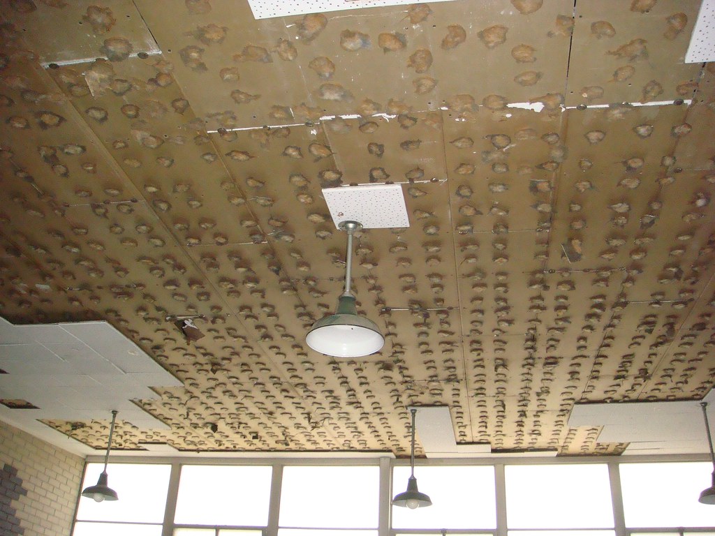 After all, they've just learned that their beautiful slice of american histor. Asbestos Ceiling Tile Adhesive | Excessive moisture build