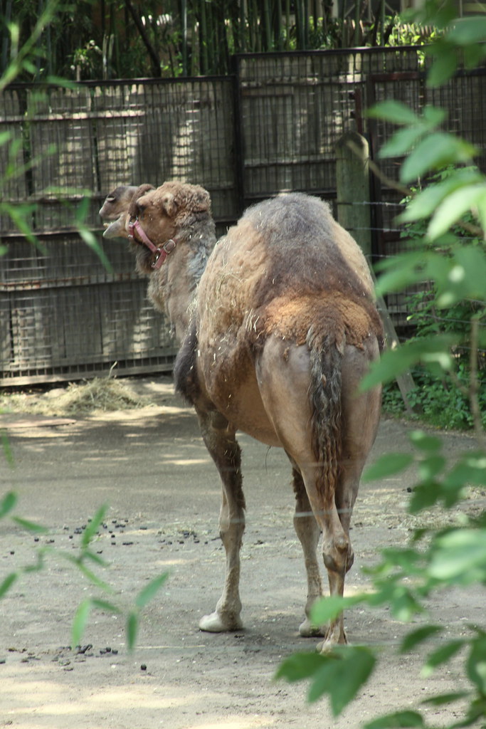 Camelus dromedarius = de kameel met 1 bult; Dromedary Camel | Arabian camel (Camelus dromedarius) is a lâ¦ | Flickr