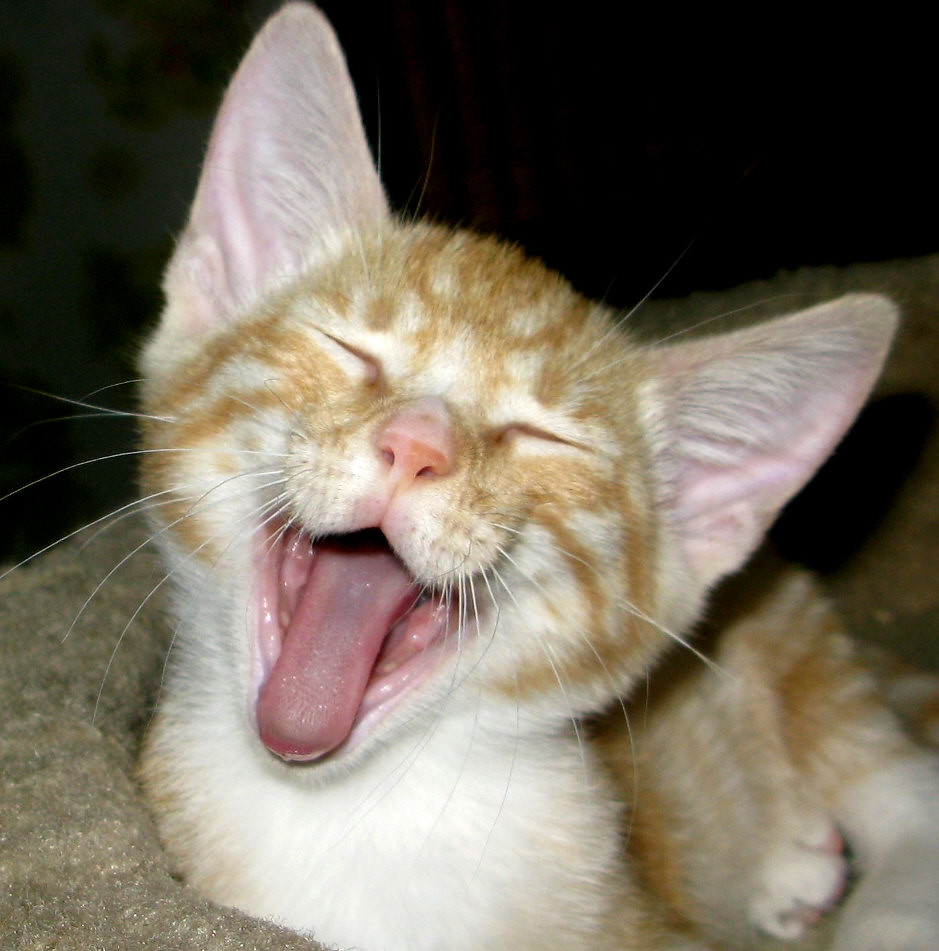 Happy face kitten