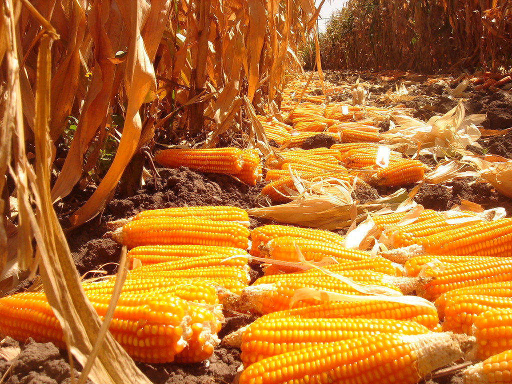We may earn commission on some of the items you choose to buy. Experimental harvest of provitamin A-enriched orange maize