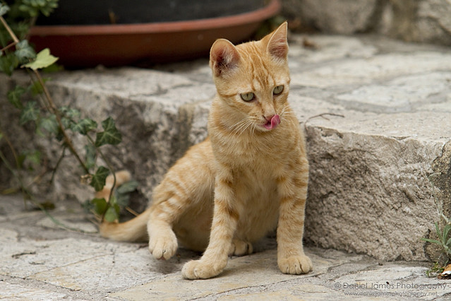 Spanish kitten ginger