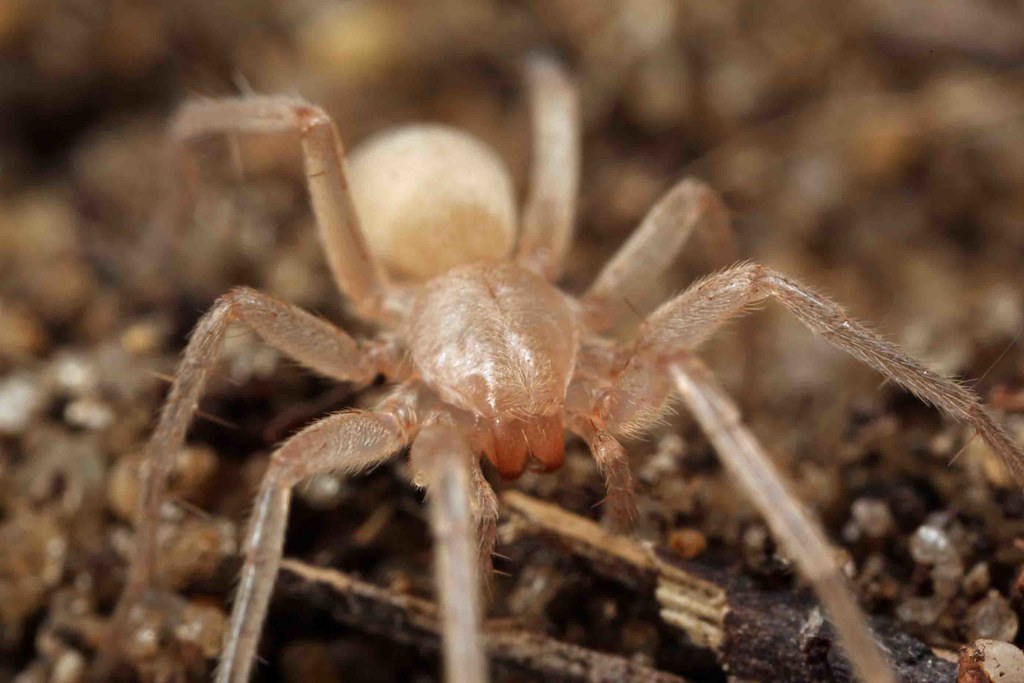Looney tunes™ average rating3.7out of 5 stars. Blind subterranean Pilbara spider | This spectacular