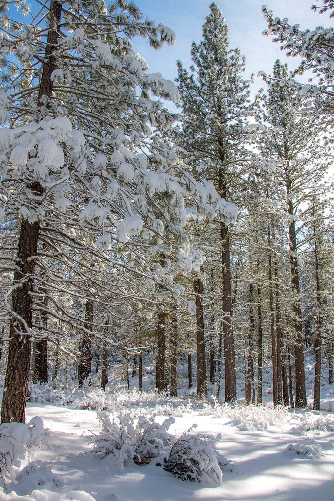 12.25. Plumas National Forest: Feather River