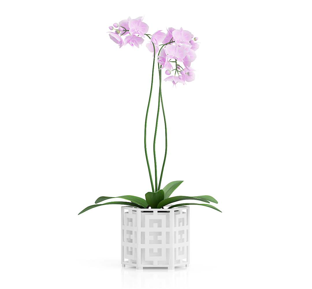 Free 3d Model Cinema 4d Houseplants Free C4d Models