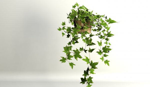 High Quality Ivy Free 3d Model Free C4d Models