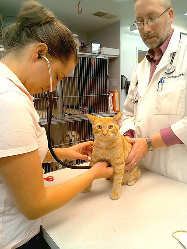 Becker animal hospital: about us