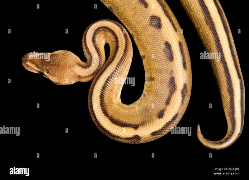 Striped Royal Python Python Regius Stock Photo Alamy - Ocean Textures - Artistic 4K Collection