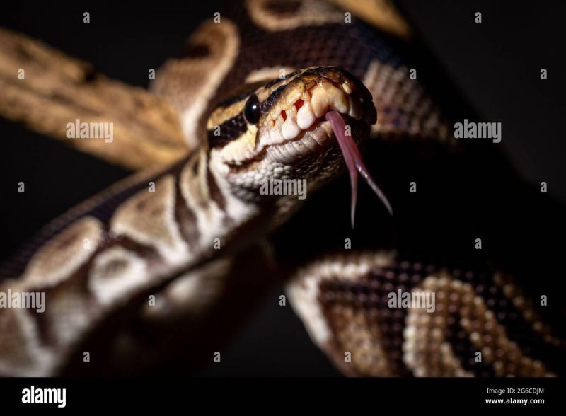 Royal Python Python Regius Studio Photography Stock Photo Alamy - Premium Gradient Wallpaper Gallery - 8K