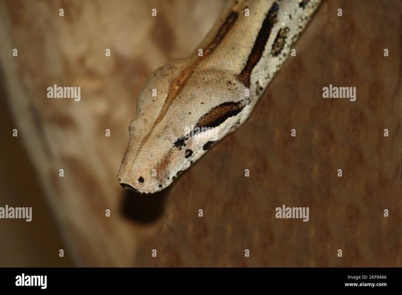 Tiger Python Python Molurus Stock Photo Alamy - Stunning Desktop City Arts | Free Download
