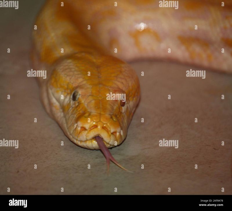 Tigerpython Tigerpython Python - Space Illustration Collection - Desktop Quality