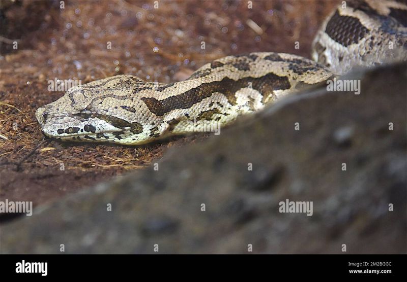 Python Serpent Boxkatana - Artistic Desktop Mountain Photos | Free Download