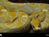 Burmese Python Python Bivittatus Stock Photo Alamy