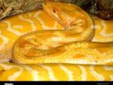 Burmese Python Python Bivittatus Stock Photo Alamy