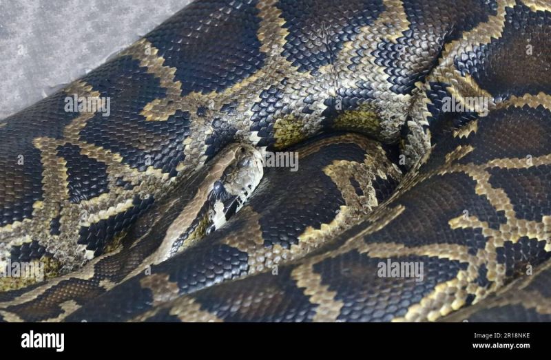 Indian Rock Python Python Molurus Bivittatus Tiger Python Stock Photo - Download Premium Minimal Picture | 8K