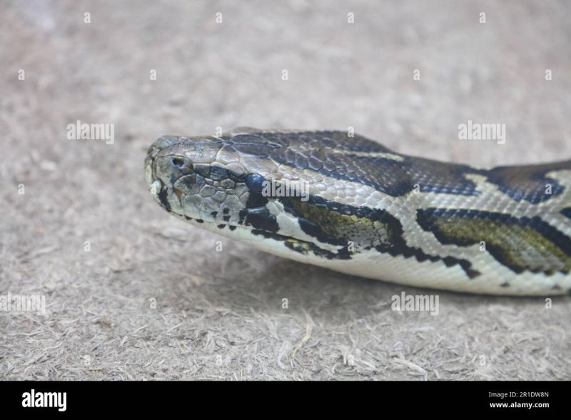 Indian Rock Python Python Molurus Bivittatus Tiger Python Stock Photo - Download Perfect Space Background | High Resolution