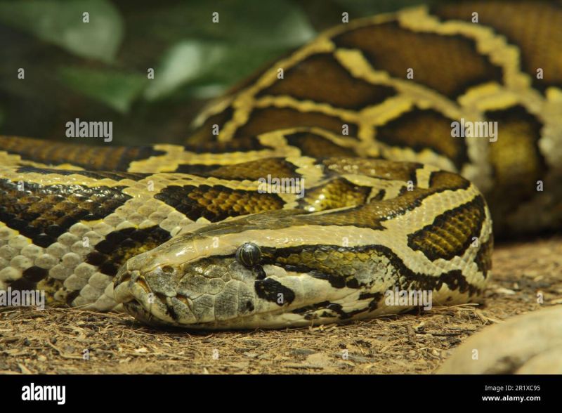 Burmese Python Hatching Python Molurus Captive Stock Photo Alamy - Artistic Ocean Picture - Desktop
