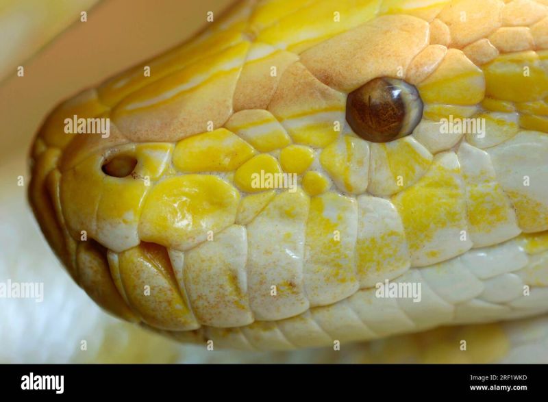 Indian Python Python Molurus Bivittatus Albino Golden Thai Python - Classic Ocean Wallpaper - 8K