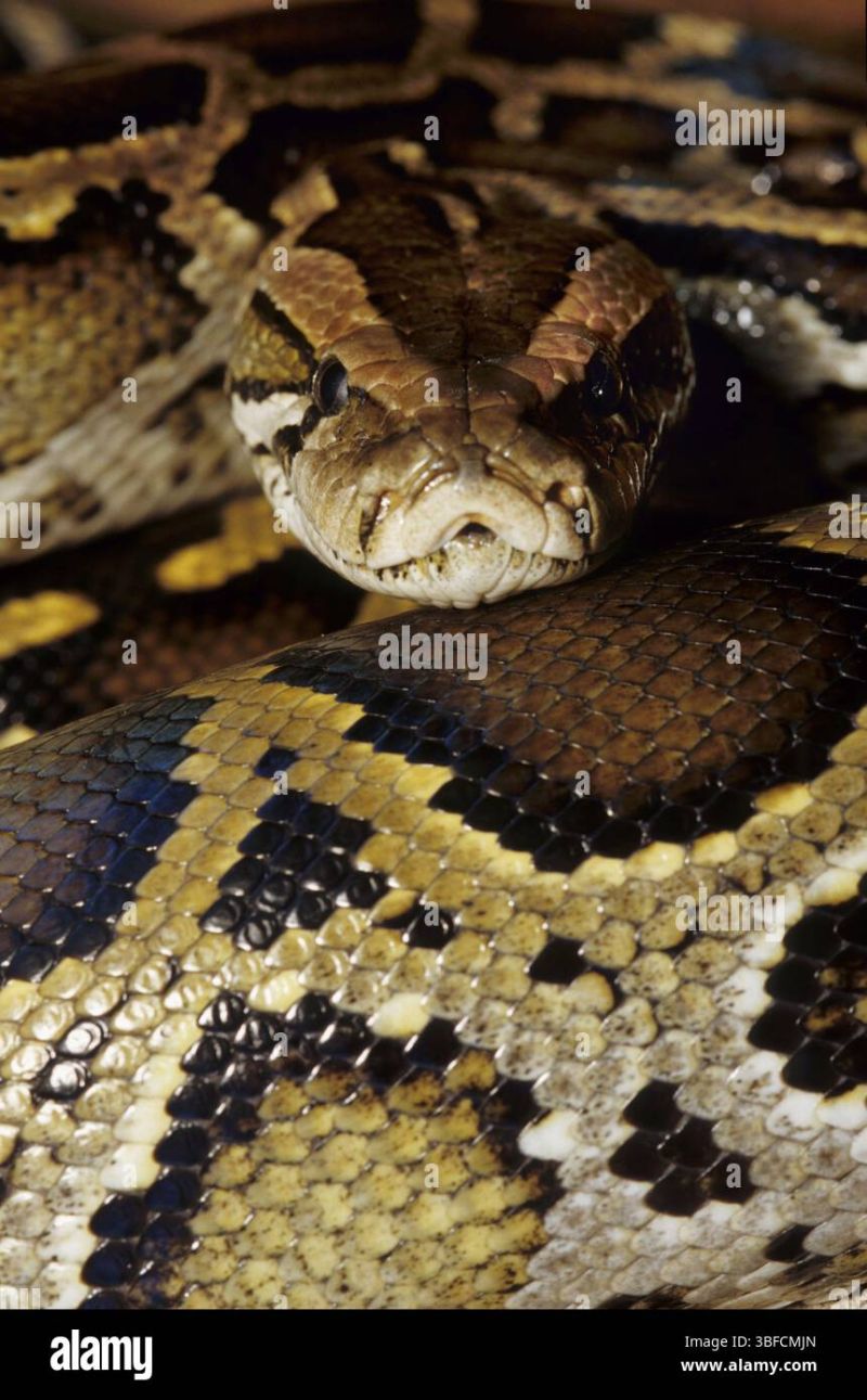 Tiger Python Python Molurus Stock Photo Alamy - Best City Images in Mobile