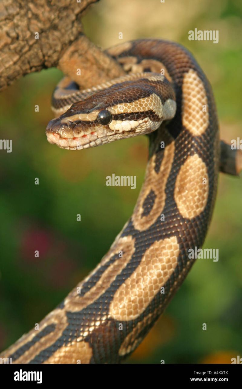 Ball Python Royal Python Python Regius Portrait Stock Photo Alamy - Download Ultra HD Dark Art | Mobile