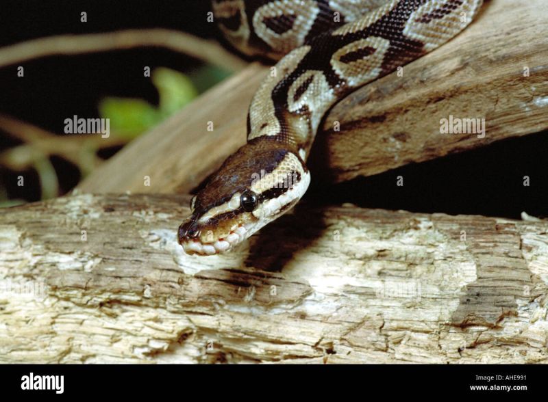 Super Black Head Ball Python Or Royal Python Python Regius Stock Photo - Colorful Pictures - Artistic HD Collection
