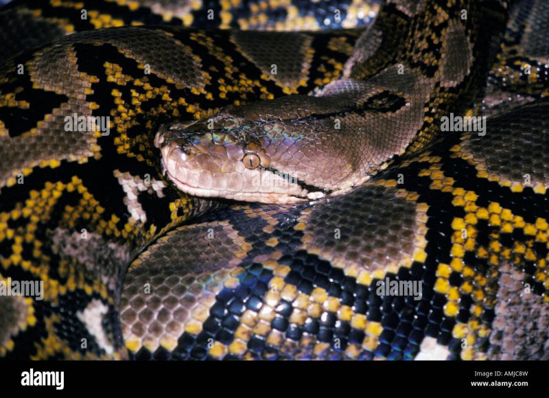 Netzpython F Tterung Youtube - Mountain Pattern Collection - Mobile Quality