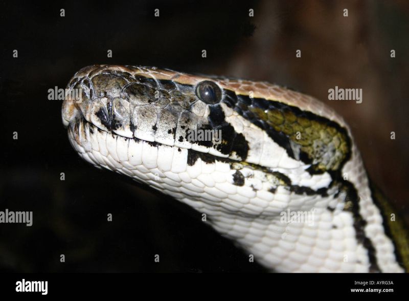Burmese Python Python Bivittatus Python Molurus Bivittatus Snakes - Minimal Background Collection - HD Quality
