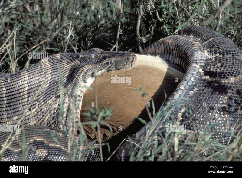 African Python Water Python African Rock Python Python Sebae - Best Gradient Arts in HD