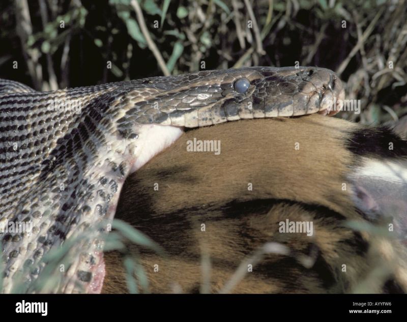 African Python Water Python African Rock Python Python Sebae Feeding On Impala Kenya - Premium Abstract Illustration Gallery - Full HD