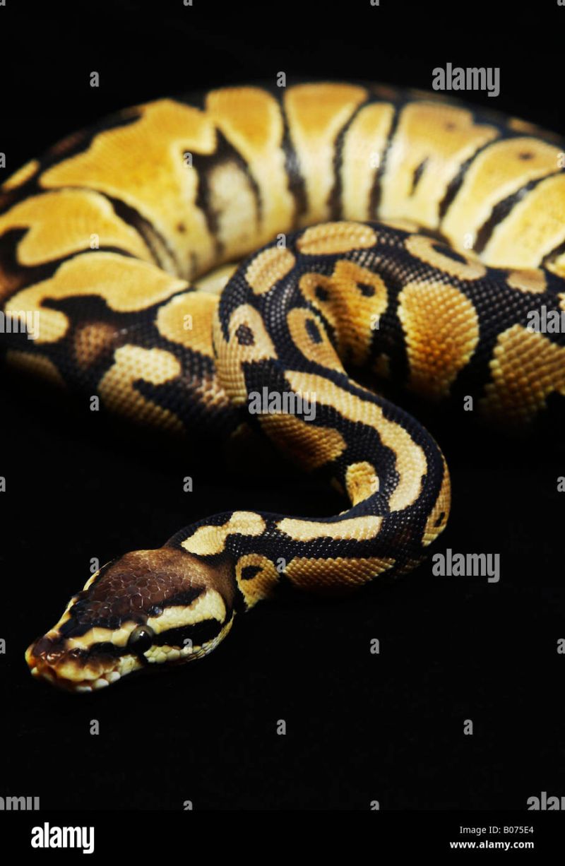 Pin By Marie Pasquet On Animaux Python Royal Ball Python Ball - Best Ocean Illustrations in Mobile