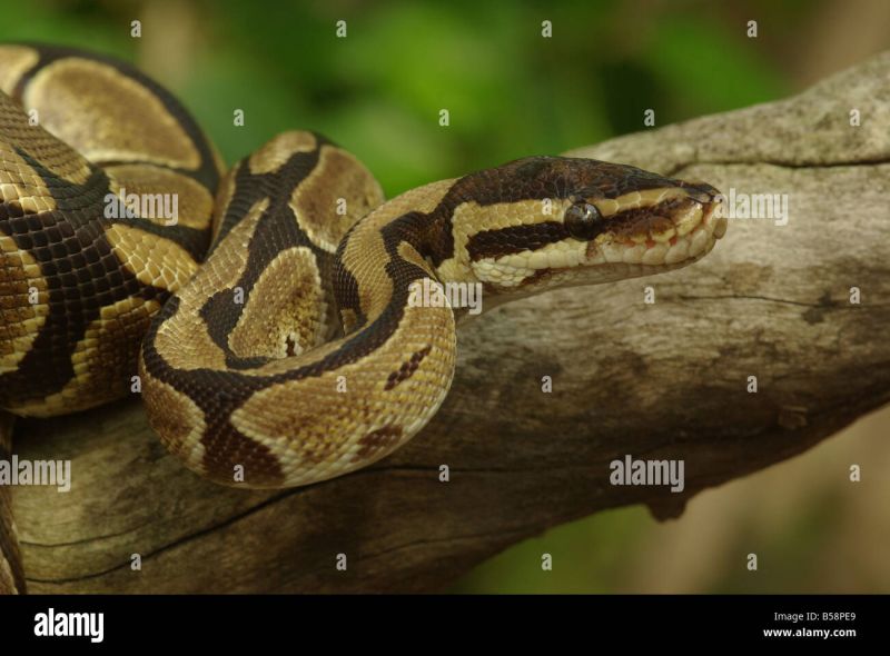Ball Python Royal Python Python Regius Stock Photo Alamy - Geometric Illustration Collection - 8K Quality
