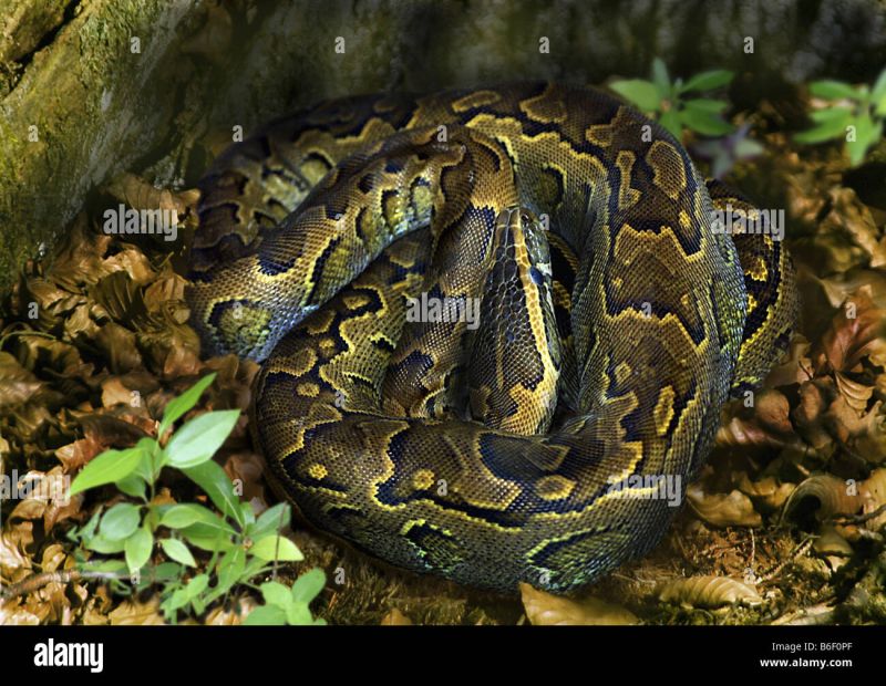 Indian Python Latin Python Molurus In Striped Coloring Rolled Up Into - Perfect Mobile Nature Photos | Free Download