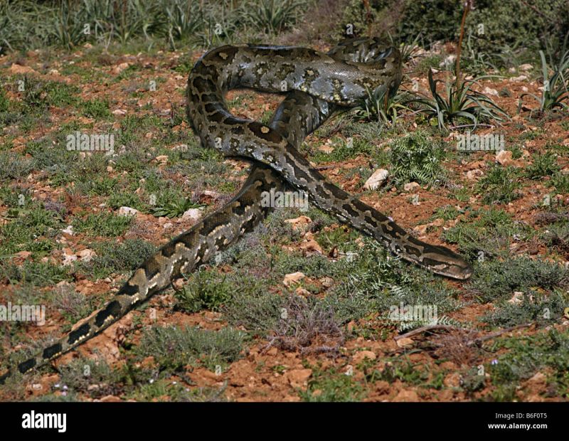 Central African Rock Python Python Sebae Stock Photo Alamy - Premium Space Photo Gallery - HD