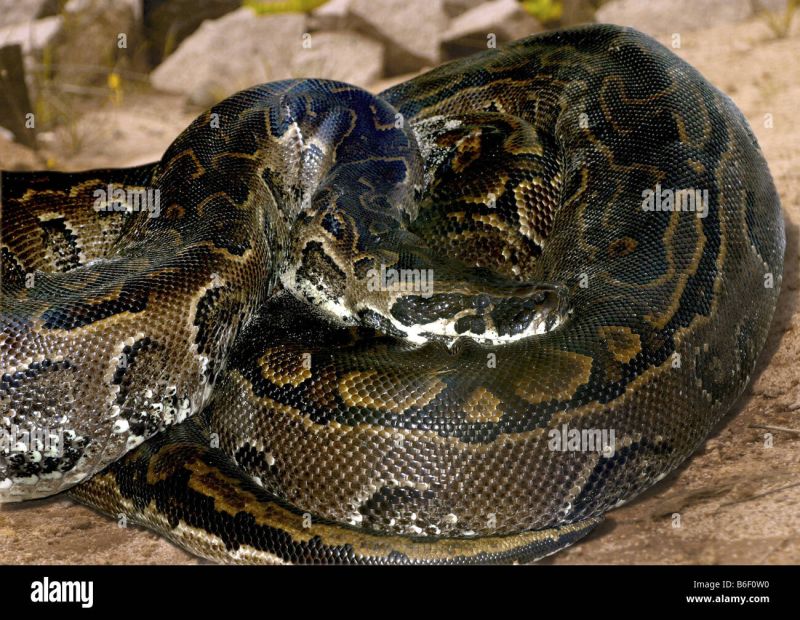African Rock Python Python Sebae Largest Stock Photo 1451055152 - Ultra HD Full HD Geometric Pictures | Free Download