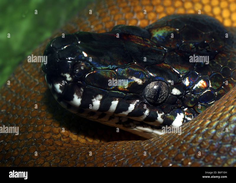 Northern White Lipped Python Aka D Albertis Water Python Leiopython - Artistic Colorful Photo - 8K
