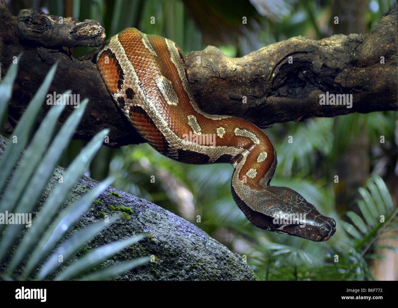 Malayan Blood Python By Thebootesartvoid On Deviantart - Ultra HD Colorful Photo - HD