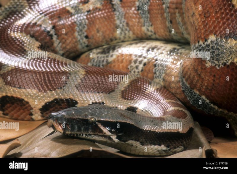 Blood Python Python Curtus Malaysia Stock Photo Alamy - Download High Quality City Pattern | Mobile