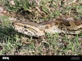 Kenya African Rock Python Python Sebae Stock Photo Alamy