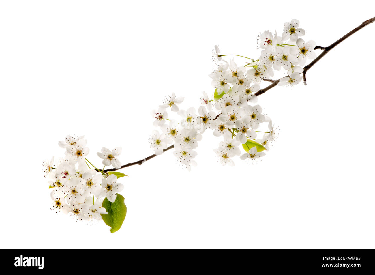 A flower hanging, flower, red flower png thumbnail . Hanging Flowers Cut Out High Resolution Stock Photography And Images Alamy